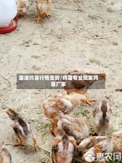 雷波鸡苗行情走势/鸡苗专业批发鸡苗厂家