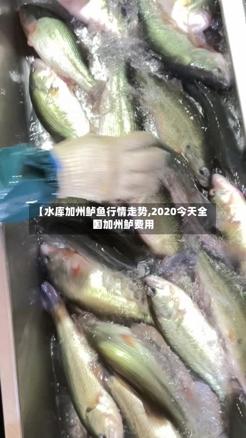 【水库加州鲈鱼行情走势,2020今天全国加州鲈费用
】-第2张图片