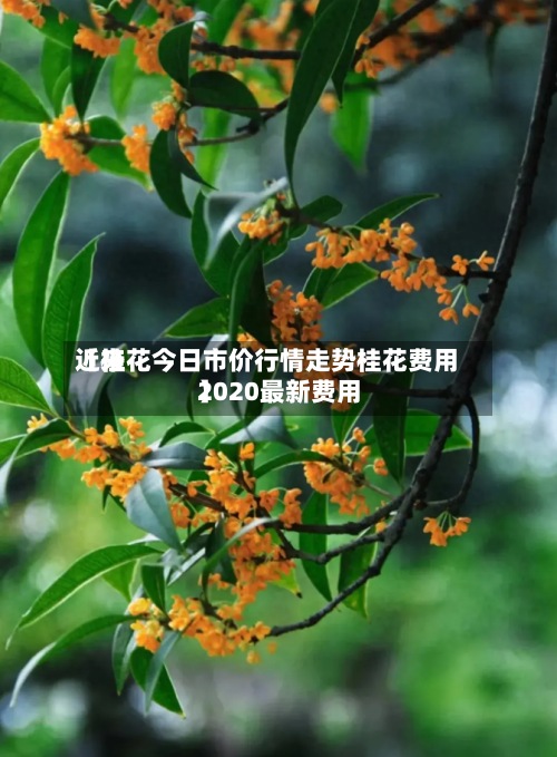 近来【桂花今日市价行情走势桂花费用2020最新费用】-第3张图片