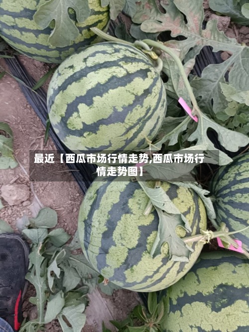 最近【西瓜市场行情走势,西瓜市场行情走势图】