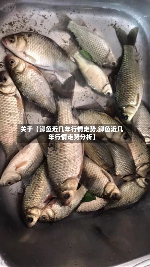 关于【鲫鱼近几年行情走势,鲫鱼近几年行情走势分析】