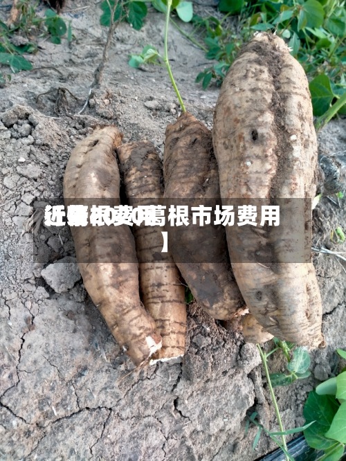 近来
【葛根费用
行情2020葛根市场费用
】-第2张图片