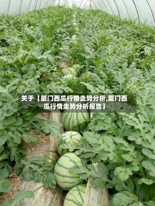 关于【厦门西瓜行情走势分析,厦门西瓜行情走势分析报告】-第2张图片