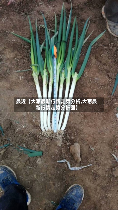 最近【大葱最新行情走势分析,大葱最新行情走势分析图】-第3张图片