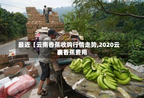 最近【云南香蕉收购行情走势,2020云南香蕉费用表】