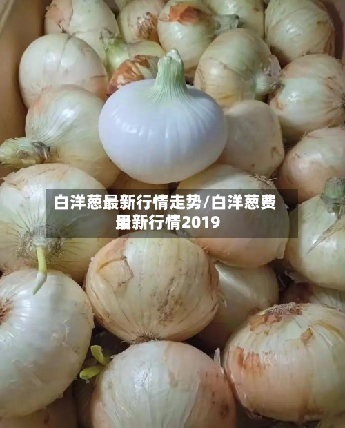 白洋葱最新行情走势/白洋葱费用
最新行情2019-第2张图片