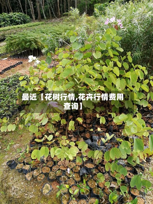 最近【花树行情,花卉行情费用
查询】