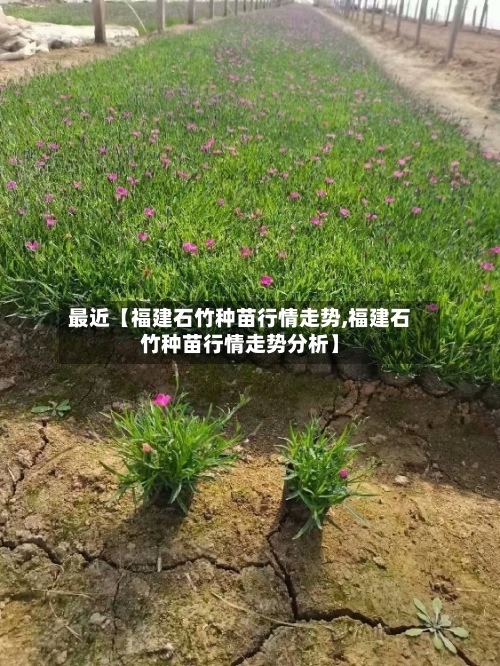 最近【福建石竹种苗行情走势,福建石竹种苗行情走势分析】