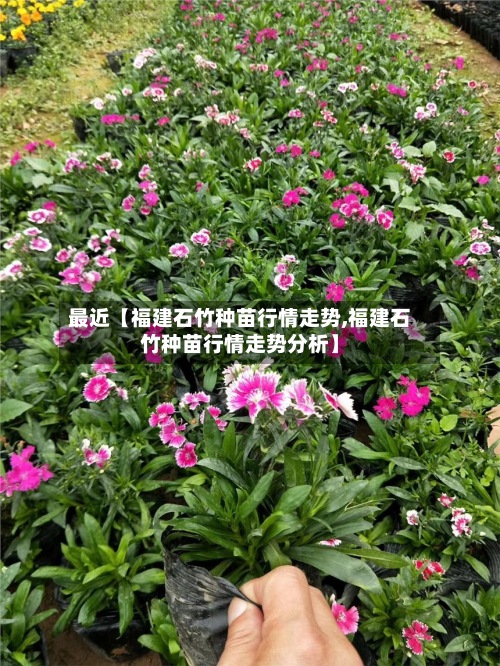 最近【福建石竹种苗行情走势,福建石竹种苗行情走势分析】-第3张图片