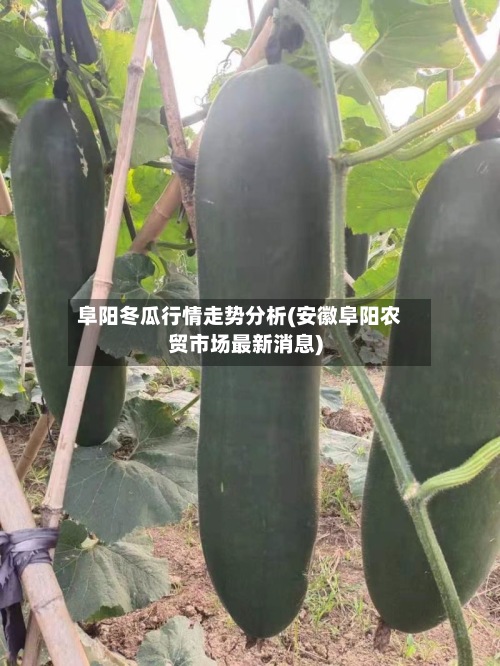 阜阳冬瓜行情走势分析(安徽阜阳农贸市场最新消息)-第2张图片