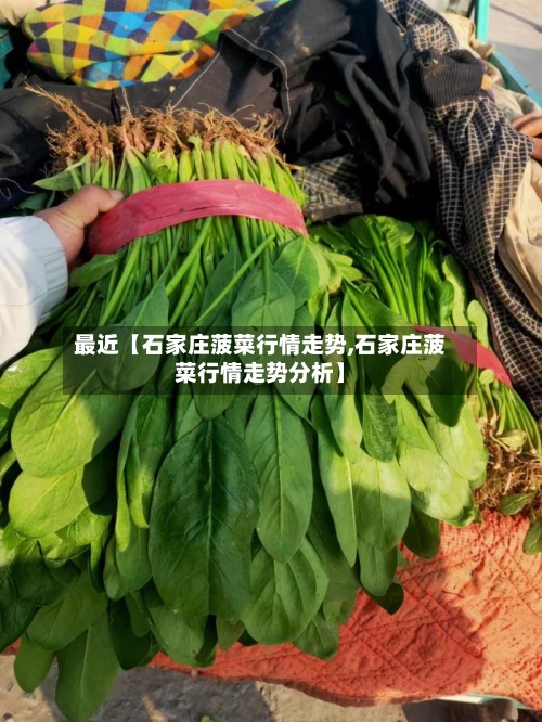 最近【石家庄菠菜行情走势,石家庄菠菜行情走势分析】-第3张图片
