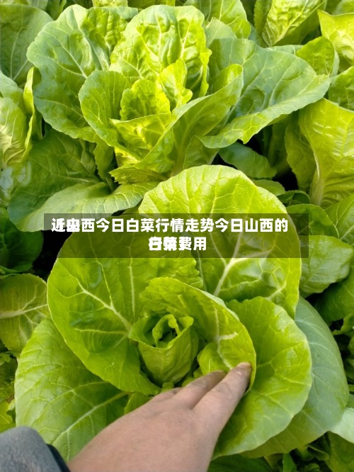 近来
【山西今日白菜行情走势今日山西的白菜费用
行情】
