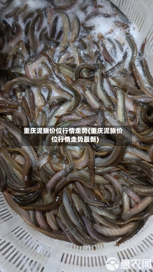 重庆泥鳅价位行情走势(重庆泥鳅价位行情走势最新)-第2张图片