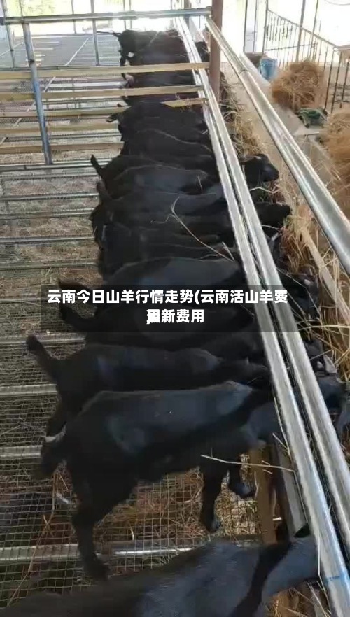 云南今日山羊行情走势(云南活山羊费用最新费用)