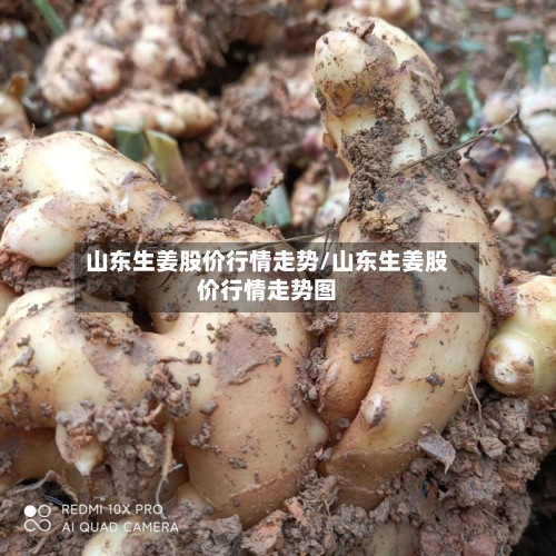 山东生姜股价行情走势/山东生姜股价行情走势图-第2张图片