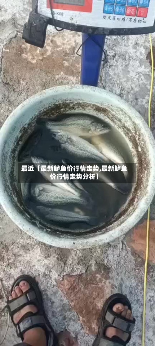 最近【最新鲈鱼价行情走势,最新鲈鱼价行情走势分析】-第2张图片