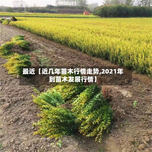 最近【近几年苗木行情走势,2021年到苗木发展行情】