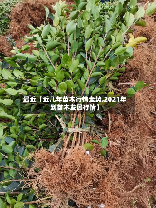 最近【近几年苗木行情走势,2021年到苗木发展行情】-第3张图片