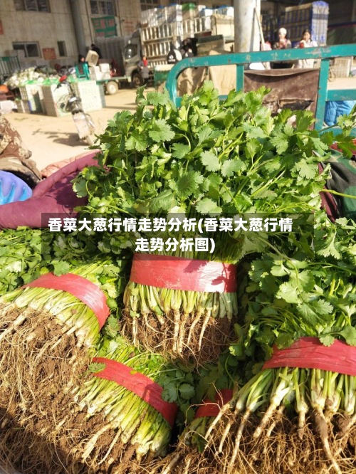 香菜大葱行情走势分析(香菜大葱行情走势分析图)