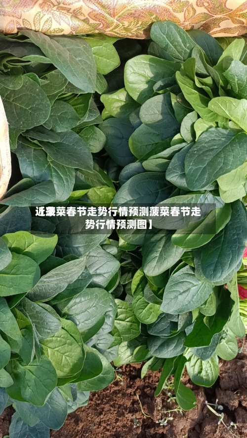 近来
【菠菜春节走势行情预测菠菜春节走势行情预测图】