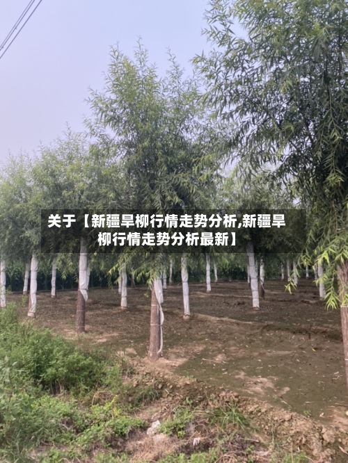 关于【新疆旱柳行情走势分析,新疆旱柳行情走势分析最新】-第3张图片