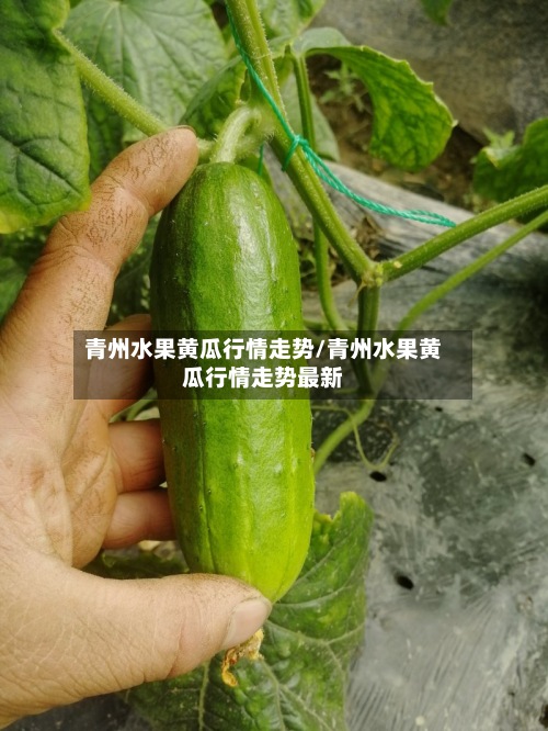青州水果黄瓜行情走势/青州水果黄瓜行情走势最新-第2张图片