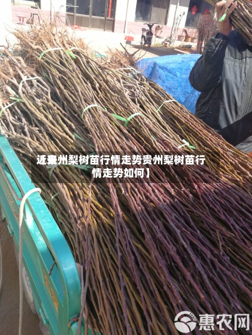 近来
【贵州梨树苗行情走势贵州梨树苗行情走势如何】