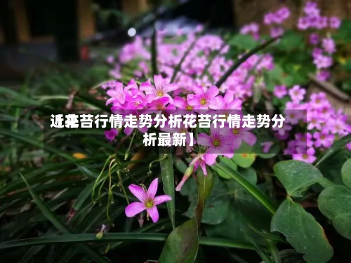 近来【花苔行情走势分析花苔行情走势分析最新】-第2张图片