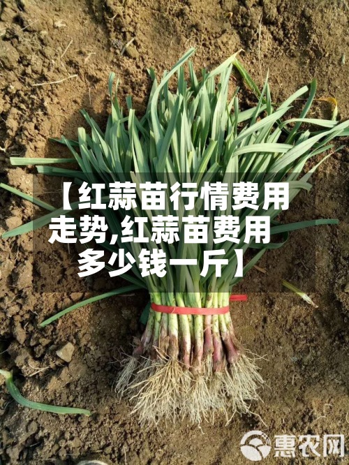 【红蒜苗行情费用
走势,红蒜苗费用
多少钱一斤】-第2张图片