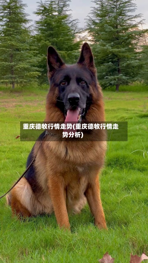 重庆德牧行情走势(重庆德牧行情走势分析)
