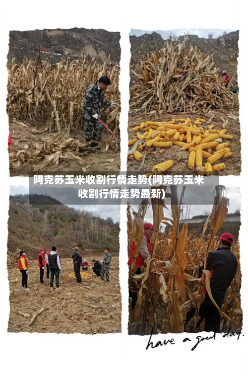 阿克苏玉米收割行情走势(阿克苏玉米收割行情走势最新)