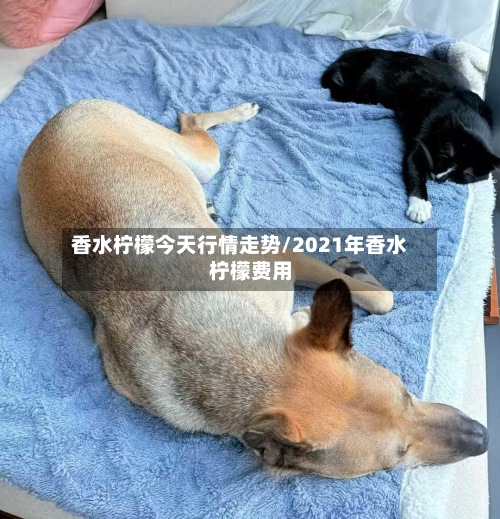 香水柠檬今天行情走势/2021年香水柠檬费用
-第3张图片