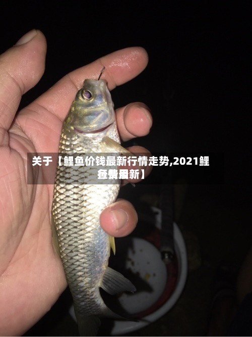 关于【鲤鱼价钱最新行情走势,2021鲤鱼费用
行情最新】