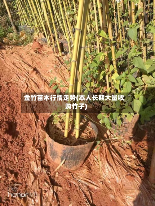 金竹苗木行情走势(本人长期大量收购竹子)
