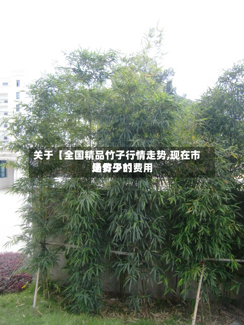 关于【全国精品竹子行情走势,现在市场竹子的费用
是多少?】-第2张图片