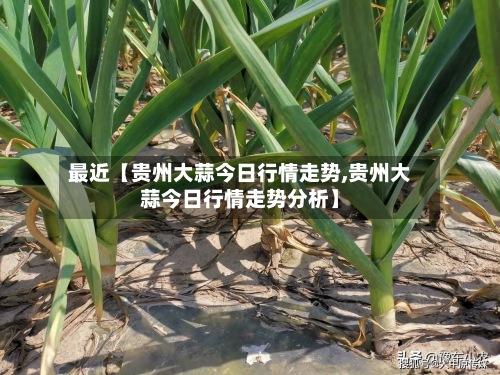最近【贵州大蒜今日行情走势,贵州大蒜今日行情走势分析】-第3张图片