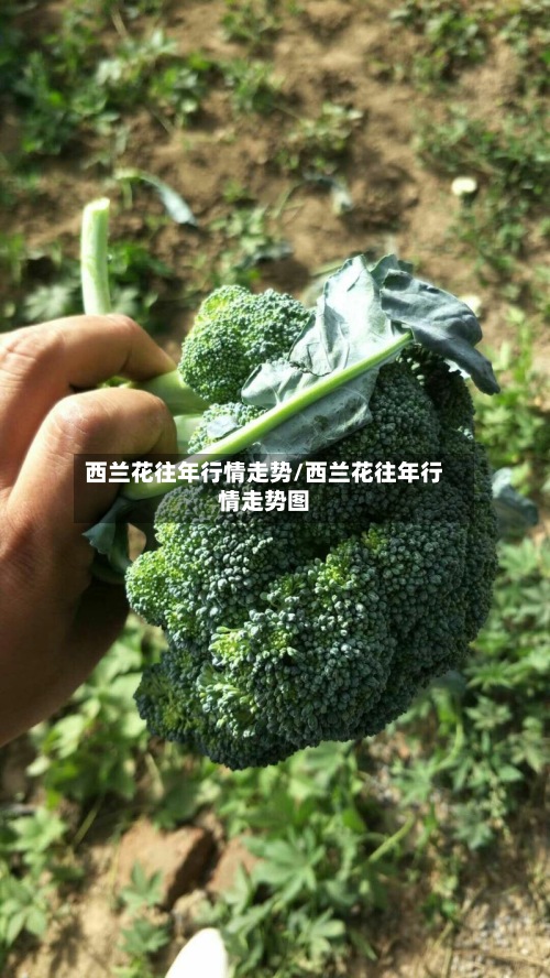 西兰花往年行情走势/西兰花往年行情走势图
