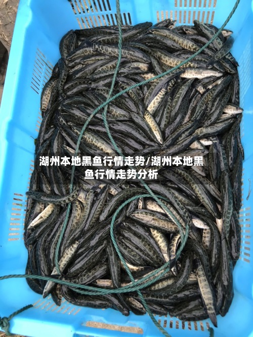 湖州本地黑鱼行情走势/湖州本地黑鱼行情走势分析