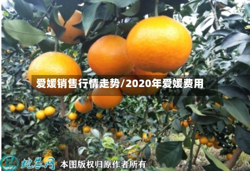 爱媛销售行情走势/2020年爱媛费用-第2张图片