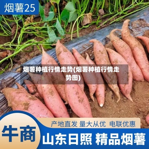 烟薯种植行情走势(烟薯种植行情走势图)