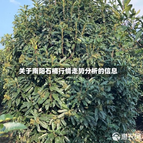 关于南阳石楠行情走势分析的信息-第2张图片