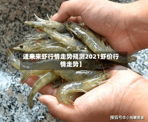 近来【未来虾行情走势预测2021虾价行情走势】-第3张图片