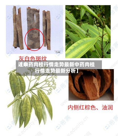 近来
【中药肉桂行情走势最新中药肉桂行情走势最新分析】-第2张图片