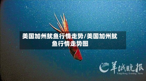 美国加州鱿鱼行情走势/美国加州鱿鱼行情走势图-第2张图片