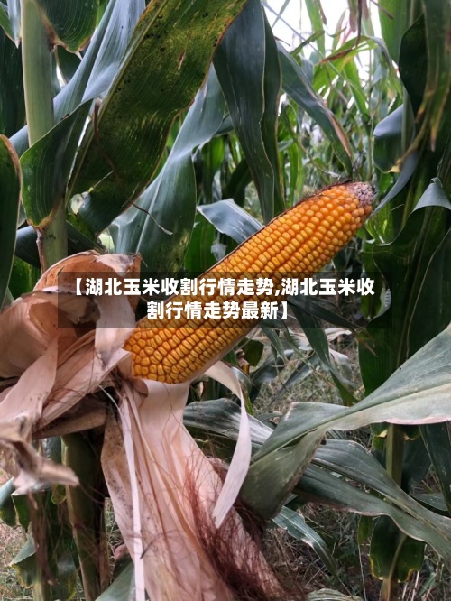 【湖北玉米收割行情走势,湖北玉米收割行情走势最新】-第2张图片