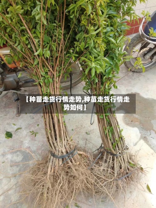 【种苗走货行情走势,种苗走货行情走势如何】