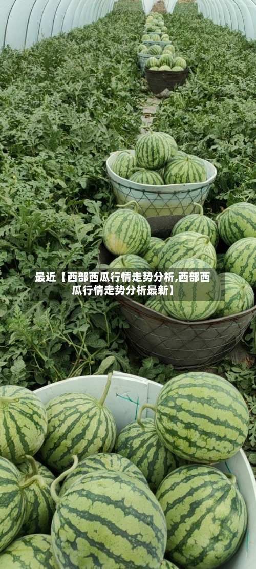 最近【西部西瓜行情走势分析,西部西瓜行情走势分析最新】-第3张图片